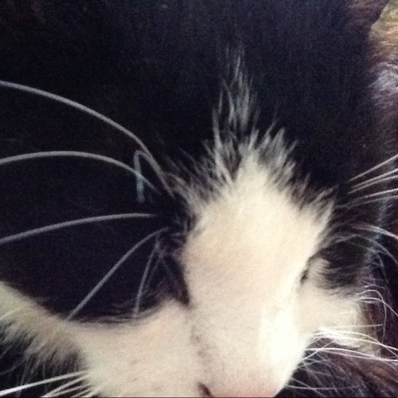 Meet your Posher, Suzanne - Picture 1 of 1